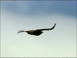 Vulture in flight, Autumn, Tarifa, Andalusia, Southern Spain Stock Footage