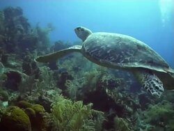 Turtle Swimming Stock Footage