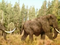 Wide Shot pan-right zoom-in zoom-out - Woolly mammoths march past a forest. /  Stock Footage