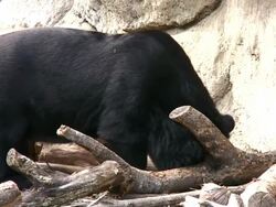 Black Bear Stock Footage