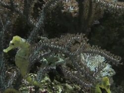 Seahorse 2 - HD 1080/30F Stock Footage