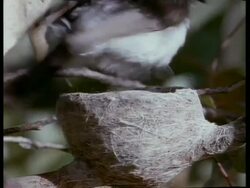 Willie Wagtail sitting in nest Stock Footage