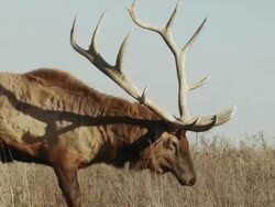Bull Elk with large rack of antlers vigorously shakes the fur on his entire body. Stock Footage