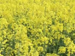 Raps Field (Oilseed Rape) Blown by the Wind Stock Footage