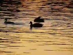 ducks after sunset Stock Footage