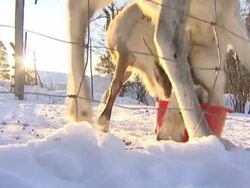 Farm in a polar region. Stock Footage