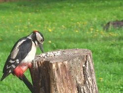 Great Spotted Woodpecker (Dendrocopos major) Stock Footage