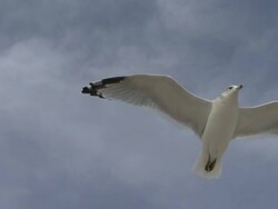 Seagull flying overhead Stock Footage