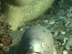 ECU Geometric moray eels peering out from cave with rocks covered with bryozoan and swaying seaweed / Matola, Maputo, Mozambique Stock Footage