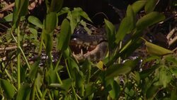 A crocodile lurks in lush vegetation. Stock Footage