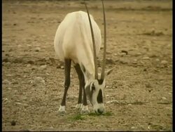 Arabian Oryx, Oryx leucoryx, eating grass on bare ground, 2 walk past in background as oryx raises head and looks to camera, MS, Israel Stock Footage