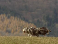HD Super Slow-Mo: Purebred Dog Running On The Lawn Stock Footage