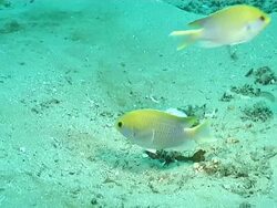 MS Shot of Blue spotted chromis swimming and moving sand by flicking tail / Matola, Maputo, Mozambique Stock Footage