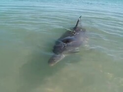 MS PAN Bottlenose dolphin swimming / Shark Bay, Western Australia, Australia Stock Footage
