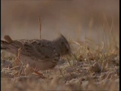MCU Crested Lark foraging in sand, Gujarat, India Stock Footage