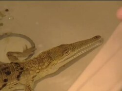 Woman keeps a crocdile as a pet! News Clip
