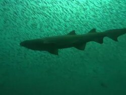 Sandtiger Ragtooth sharks, solo in bait fish. North Carolina, Atlantic Ocean  Stock Footage