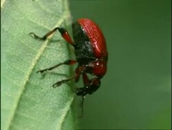 Leaf Rolling Weevil (Apoderus coryli) Beetle, walks slowly down leaf, England Stock Footage