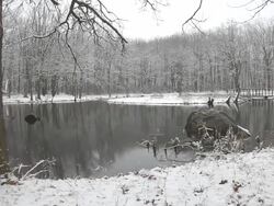 Winter Scenic Stock Footage