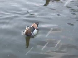 Pharaon duck 8  1080/60i Stock Footage