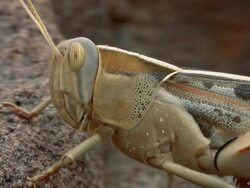 grasshopper Stock Footage
