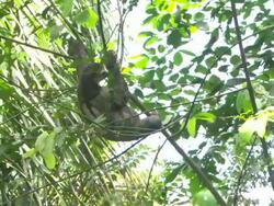 Medium hand-held - A sloth hangs from a tree branch and sleeps while the tree slowly bends / Manaus, Brazil Stock Footage