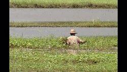 Farmer Picking Paddy Crops In Pathein News Clip