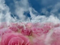 BLOOMING ROSE FIELD  - clouds/roses/clouds/blue (seamless loopable) Stock Footage