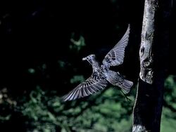 Common Starling, sturnus vulgaris, Adult standing on Tree Trunk, with Food in Beak and Taking off, Slow motion Stock Footage