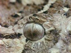 BCU Puff adder eye, Kenya Stock Footage
