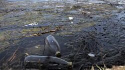 Water Pollution Stock Footage
