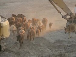 WS farmer herding cows through heavy construction equipment / Vientiane, Laos Stock Footage
