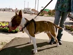 Low angle woman holding bull terrier with leash / dog puttting face in camera Stock Footage