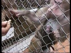 Georgia - Effects Of War On Monkey Zoo Instructional Video