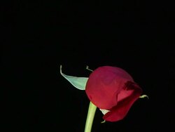 Rose loop - PAL Stock Footage