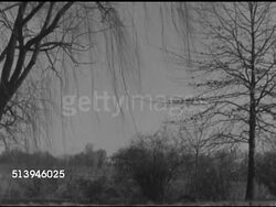 1953: NORTHERN UNITED STATES: RURAL LAND: TU WS Bare limbs of weeping willow hanging FG, almost bare tall tree framing right, shrub border BG, field & more trees beyond.    No people, animals, fall, autumn. Instructional Video