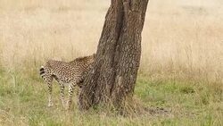Cheetahs Hunting / preying Stock Footage
