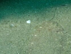 CU Shot of Flatfish lying on sea floor pushing water over gills / Matola, Maputo, Mozambique Stock Footage