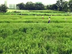 MS AERIAL Shot of Scarecrows at Seoul Olympic Park field / Seoul, South Korea Stock Footage