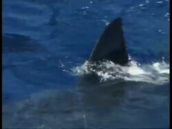 MS Great White Shark swimming just below surface, dorsal fin visible above water, topside, Guadalupe Island, Pacific Ocean Stock Footage