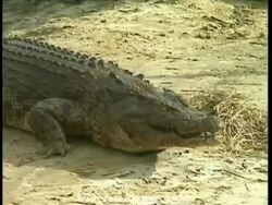 MS Crocodile lunging onto shore, grabbing and eating chicken Stock Footage