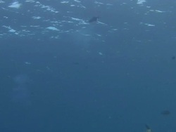 Fish Spawning Stock Footage