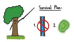 How Do Trees Survive Winter? Instructional Video