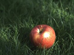 SLO MO apple falling, hits ground, close up, stalk straight up, slightly left Stock Footage