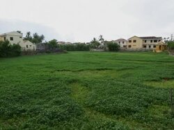WS Crops growing in suburban area showing sustainable living Stock Footage