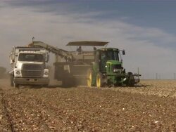 Close up of the combine gathering onions and collecting them into the truck driving alongside. Stock Footage