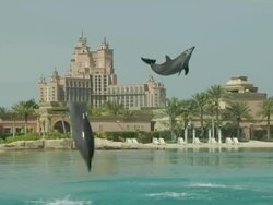 Block Shot Dolphin Jumping Dubai United Arab Emirates Stock Footage