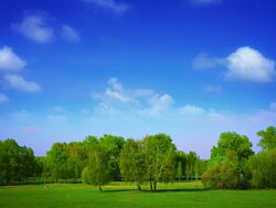 Forest Stock Footage