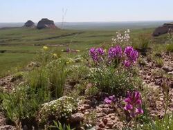 HD video Pawnee Buttes and national grasslands wildflowers Colorado Stock Footage