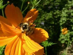 Bee Flies between Orange Flowers Stock Footage